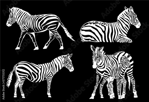 Graphical set of zebras isolated on black background  vector elements for design and printing