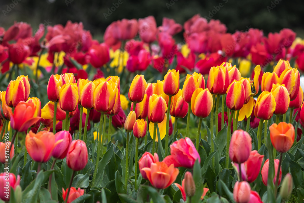 チューリップの花　春のイメージ