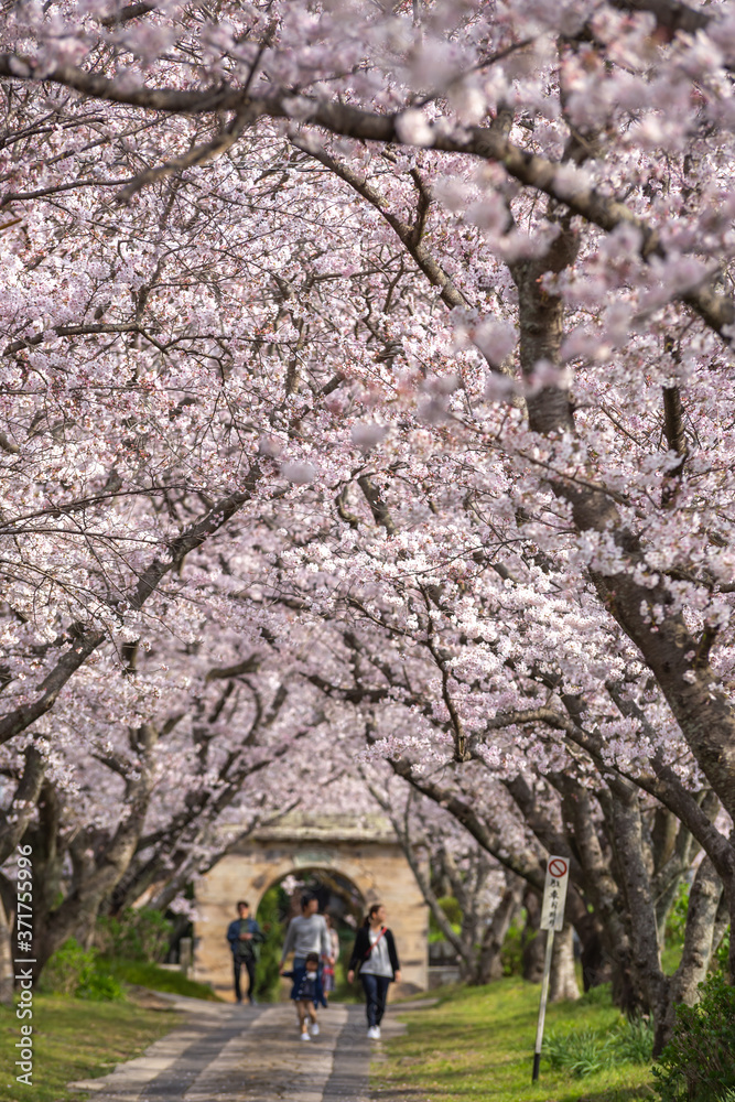 桜のアーチ　春のイメージ