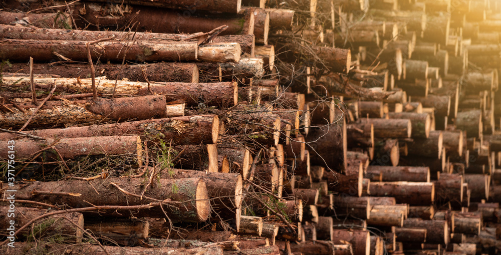 Stock of timber. Timber industry
Stock of timber. Timber industry