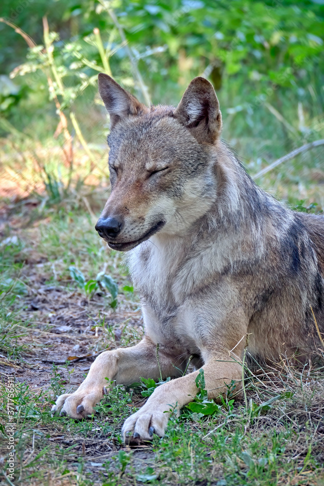 Europäischer Wolf