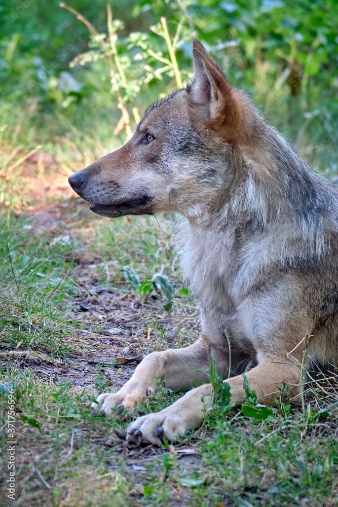 Fototapeta premium Europäischer Wolf