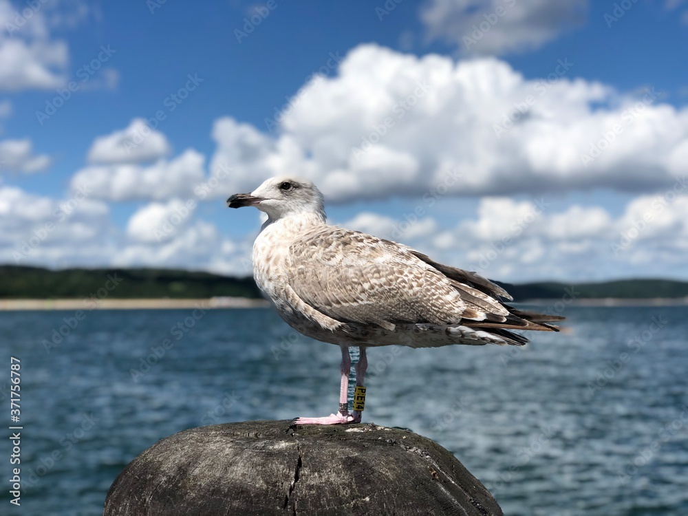 mewa na falochronie na tle morza, drewniany słup w wodzie
seagull sea water clouds bird mewa na falochronie na tle morza, drewniany słup w wodzie
seagull sea water clouds bird