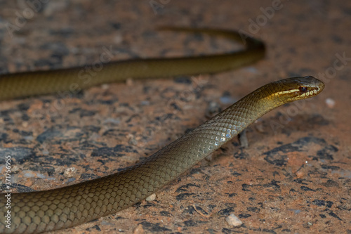 Marsh snake (Hemiaspis signata) also known as a black-bellied swamp snake. Mount Lewis, Queensland, Australia photo