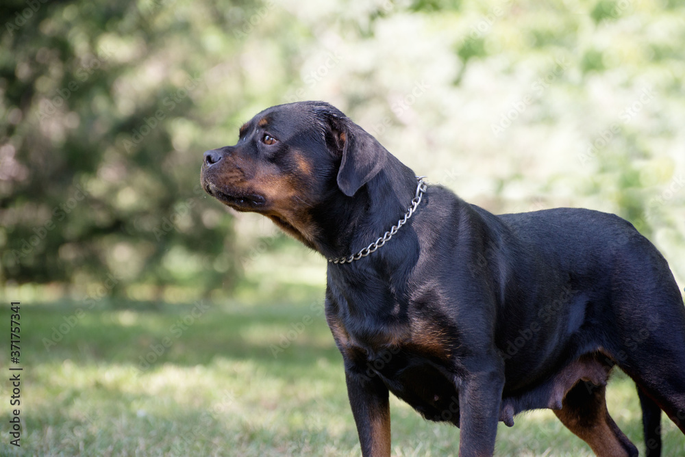 Purebred rottweiler on green grass Purebred rottweiler on green grass