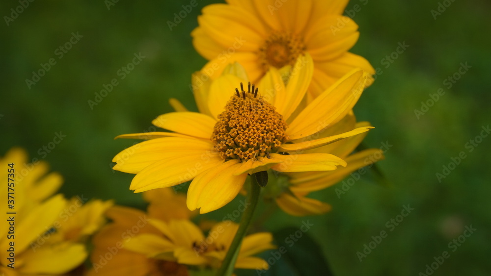 Yellow daisy on a plot near the lake. Yellow daisy on a plot near the lake.