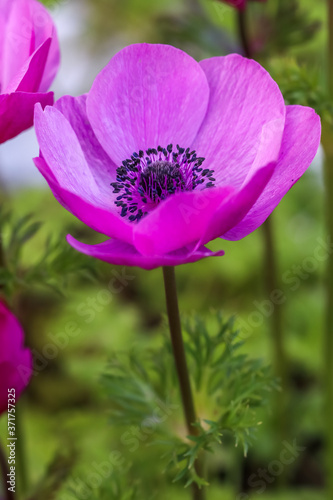 アネモネの花 春のイメージ