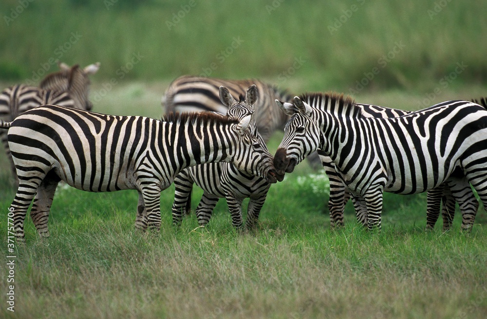 Grant's Zebra, equus burchelli boehmi, Kenya Grant's Zebra, equus burchelli boehmi, Kenya