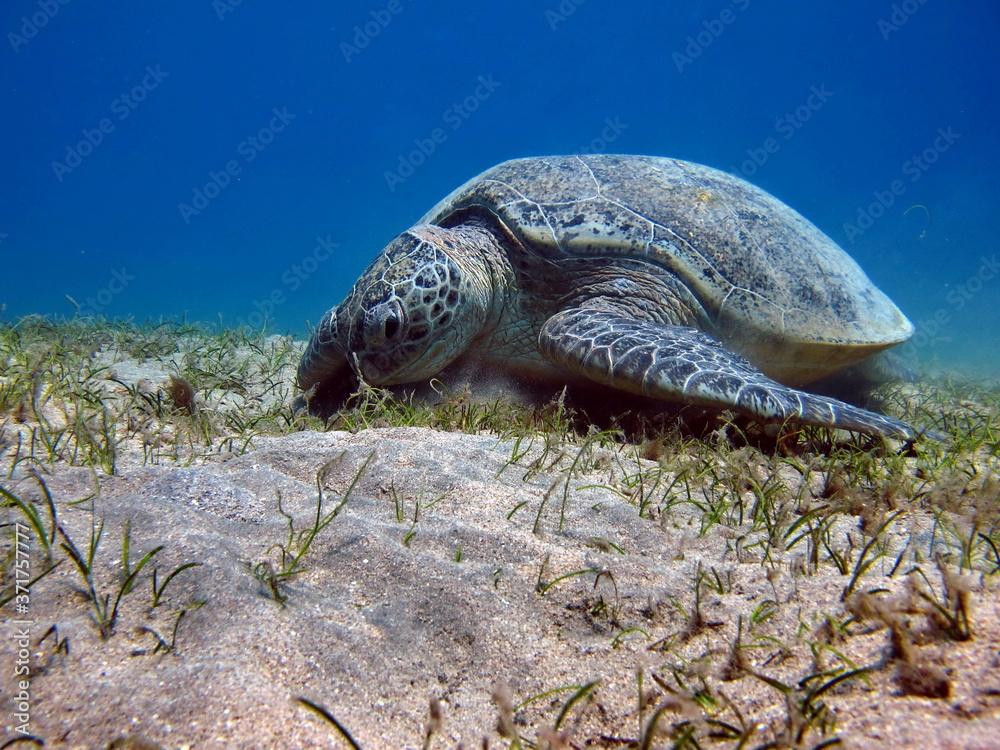 Obraz premium Big Green turtle on the reefs of the Red Sea.