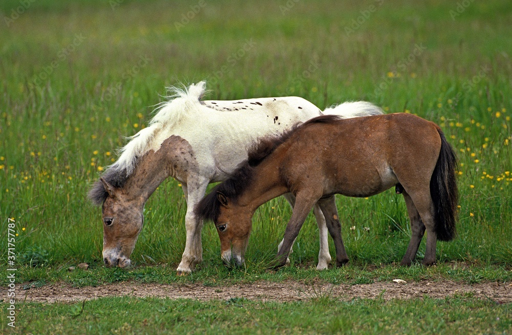 American Miniature Horse, Adults eating Grass American Miniature Horse, Adults eating Grass