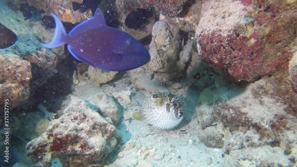A scared pufferfish inflates itself on the reef in maldives A scared pufferfish inflates itself on the reef in maldives