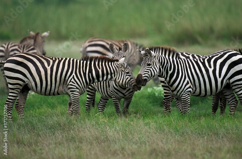 Grant s Zebra  equus burchelli boehmi  Kenya