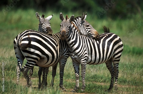 Grant's Zebra, equus burchelli boehmi, Pair Grooming, Kenya photo