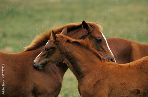 Anglo Arab Horse, Mare and Foal Grooming