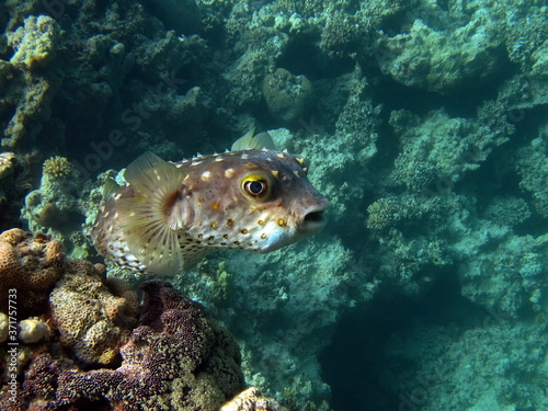 Spotbase burrfish. Urchin fish Diodontidae. Yellow-spotted cyclicht. In case of danger, it takes the form of a ball, bristling spines.