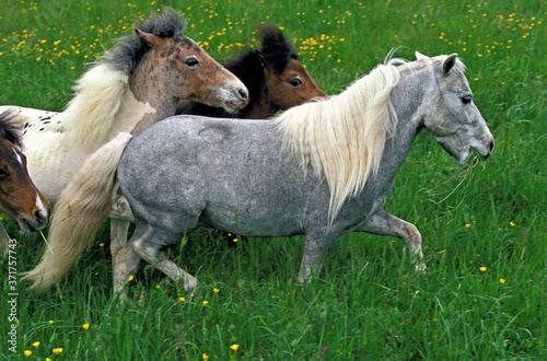 American Miniature Horse, Group in Meadow