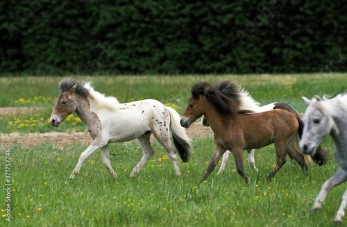 American Miniature Horse, Herd in Meadow