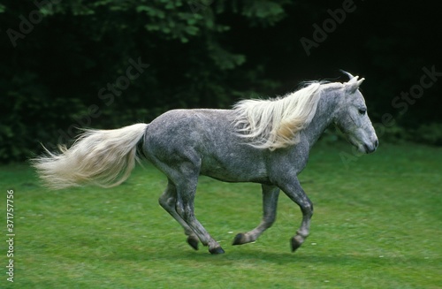 American Miniature Horse, Adult Galloping