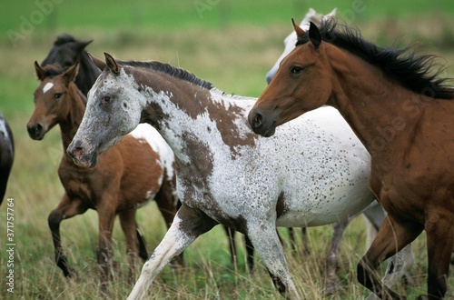 Obraz na plátně American Saddlebred Horse, Herd in Meadow