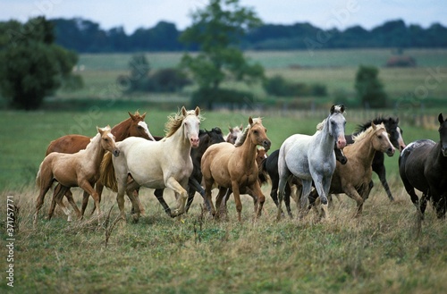 Foto American Saddlebred Horse, Herd in Meadow