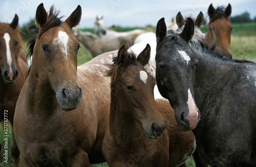 American Saddlebred Horse  Herd in Meadow