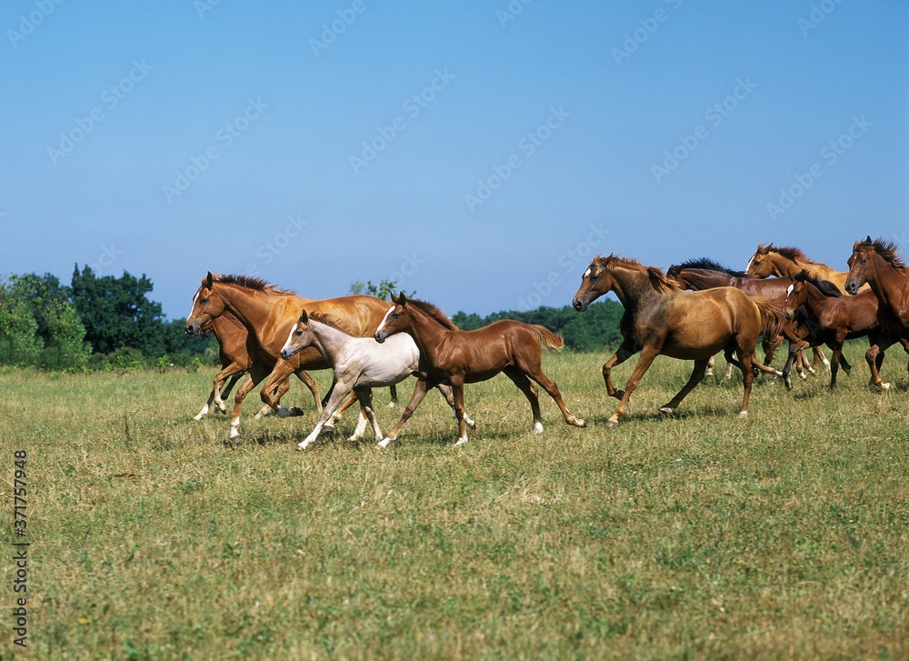 Anglo Arab Horse, Herd Galloping through Meadow Anglo Arab Horse, Herd Galloping through Meadow