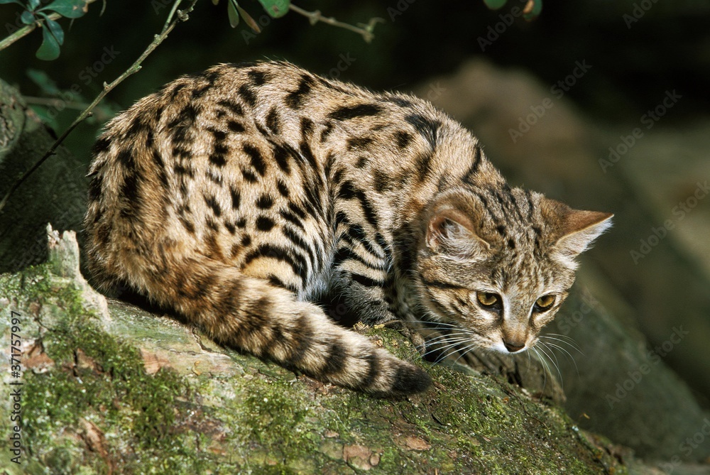 Black-Footed Cat, felis nigripes, Adult Black-Footed Cat, felis nigripes, Adult