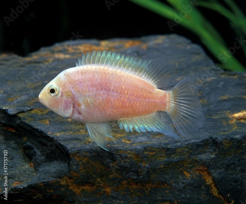 Convict Cichlid, cryptoheros nigrofasciatus, Albino Fish photo