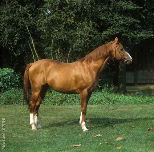 Anglo Arab Horse