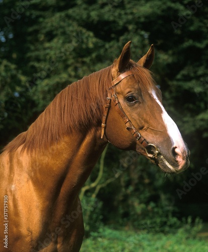 Anglo Arab Horse, Portrait with Halter