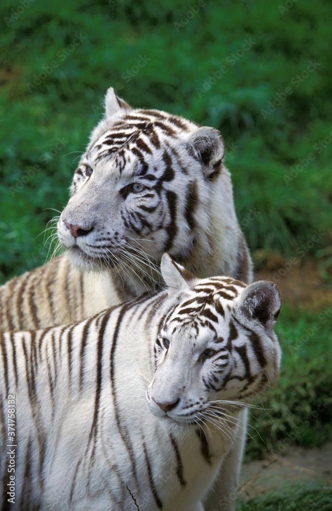 Fototapeta premium White Tiger, panthera tigris, Adults