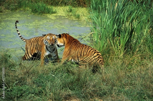 Bengal Tiger  panthera tigris tigris  Adults standing in Water