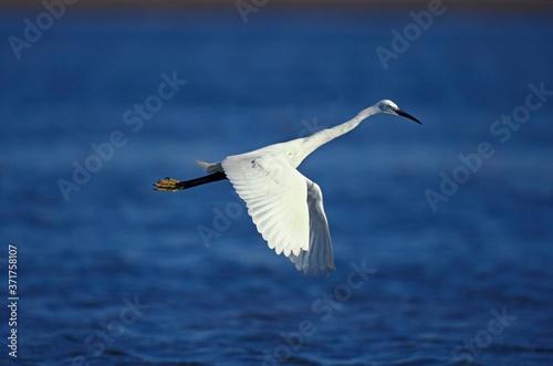 Wallpaper Mural Intermediate Egret, egretta garzetta, Adult in Flight, Namibia Torontodigital.ca