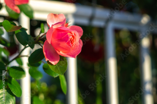 バラの花