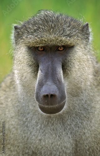 Chacma Baboon, papio ursinus, Portrait of Male, Kruger Park in South Africa © slowmotiongli