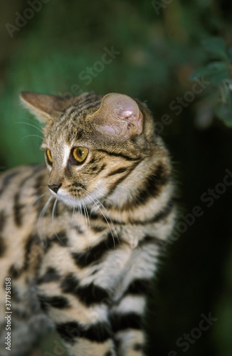 Fototapeta Naklejka Na Ścianę i Meble -  Black-Footed Cat, felis nigripes, Adult