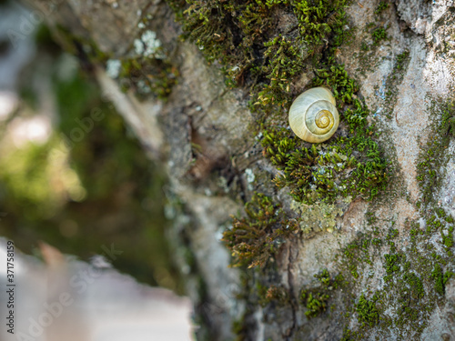 Snail shell on a apple tree