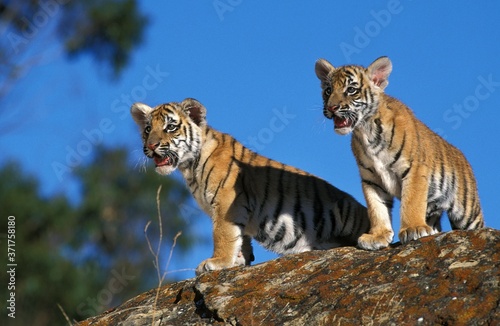 Bengal Tiger, panthera tigris tigris, cub standing on Rock