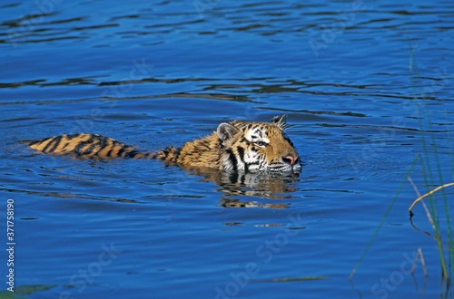 Canvas Print Bengal Tiger, panthera tigris tigris, Adult standing in Water