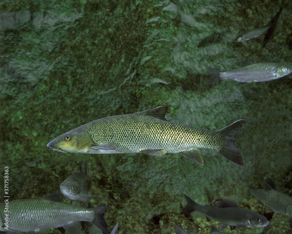 Barbel, barbus barbus Barbel, barbus barbus