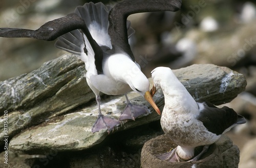 Black-Browed Albatross, diomedea melanophris, Pair at Nest with Egg, Drake Passage in Antarctica photo