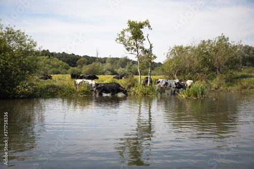 Cattle in the River Bure, The Broads, Norfolk, UK