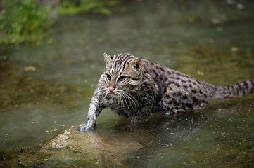 Fishing Cat, prionailurus viverrinus, Adult standing in Water