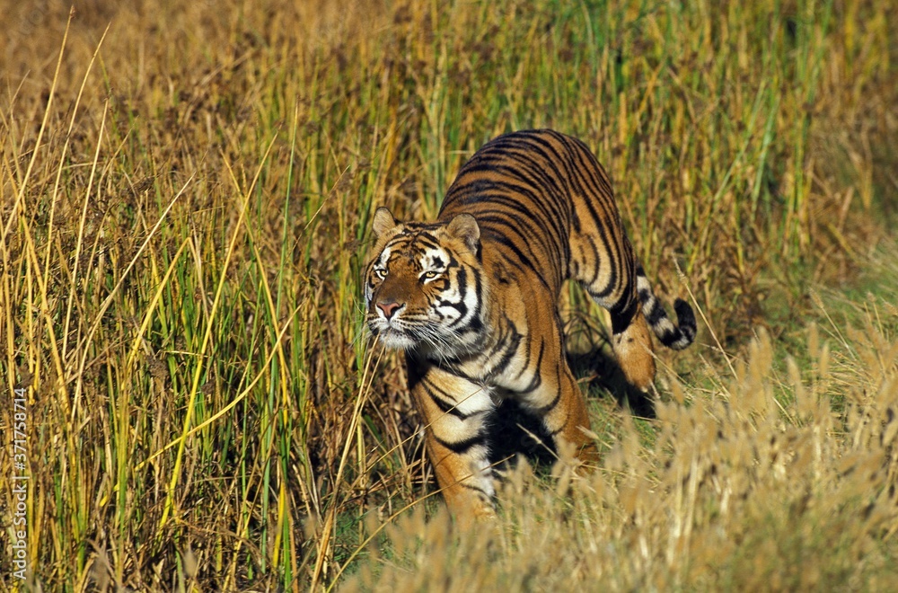 Naklejka premium Bengal Tiger, panthera tigris tigris, Adult running