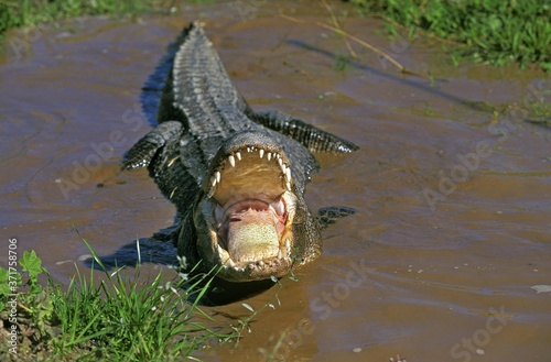 American Alligator, alligator mississipiensis, Adult in Defensive Posture with Open Mouth photo