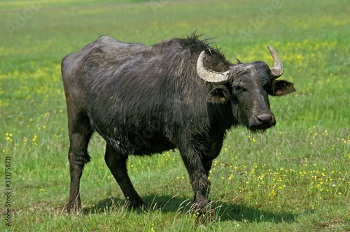 Photography Asian Water Buffalo, bubalus arnee, Adult