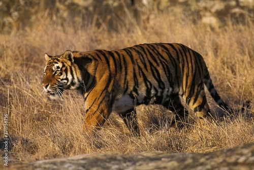 Bengal Tiger, panthera tigris tigris, Adult