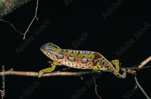 Madagascar Forest Chameleon, furcifer campani, Adult against Black Background