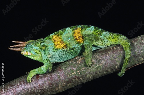 Jackson's Chameleon, chamaeleo jacksoni, Male against Black Background