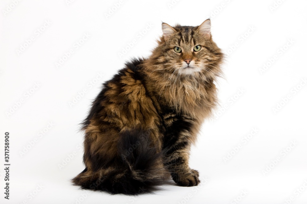 Angora Domestic Cat, Male sitting against White Background